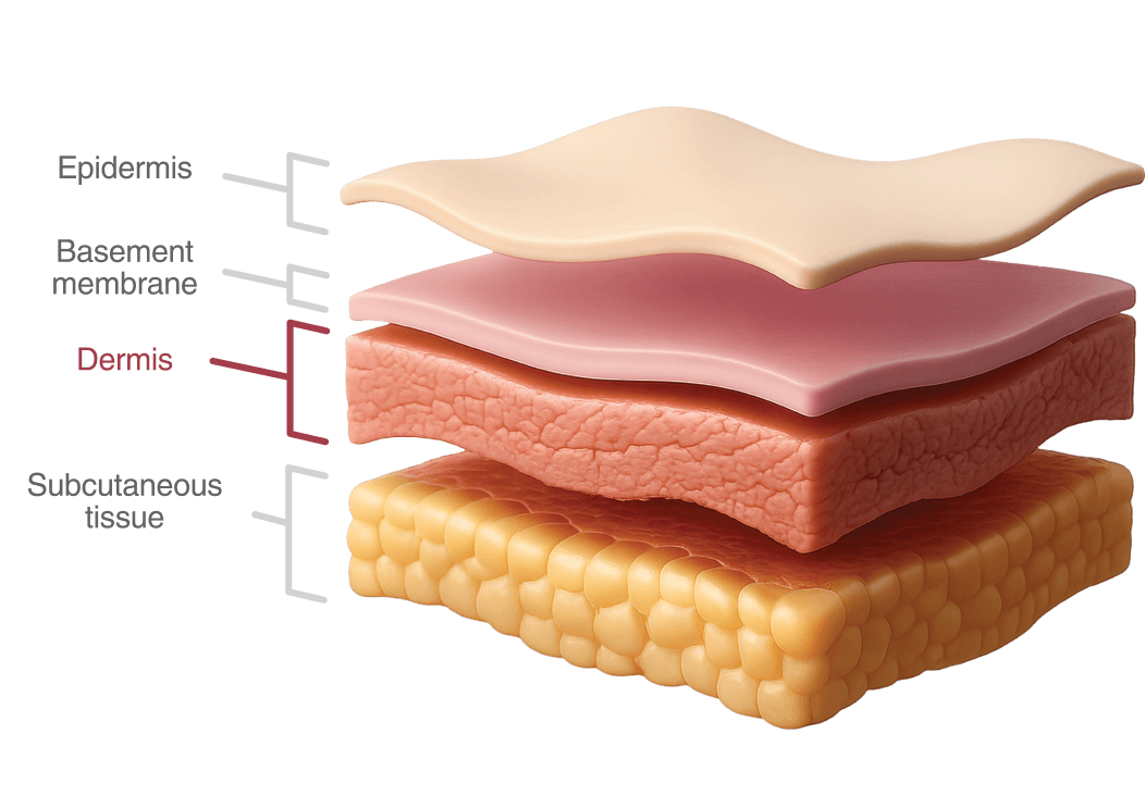 Dermis Layer Graphic